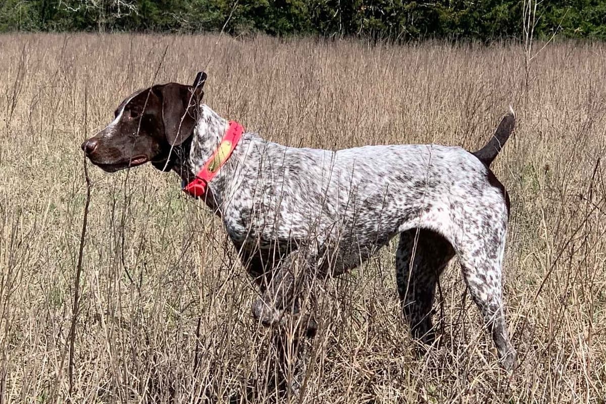 German Shorthaired Pointer Puppies - Hall of Fame bloodlines breeder image 2