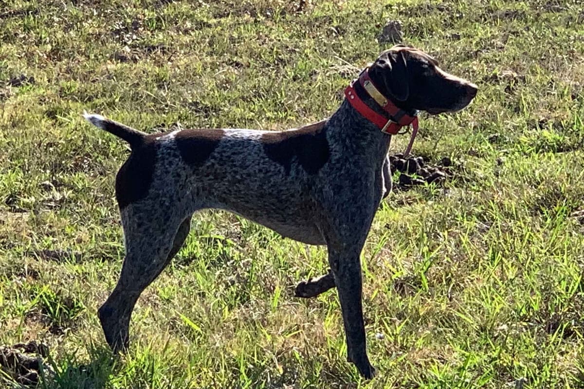 German Shorthaired Pointer Puppies - Hall of Fame bloodlines breeder image 3