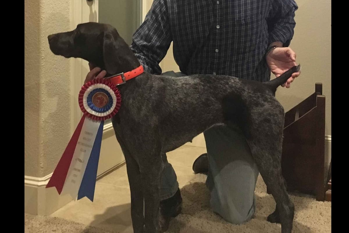 German Shorthaired Pointer Puppies - Hall of Fame bloodlines breeder image 4