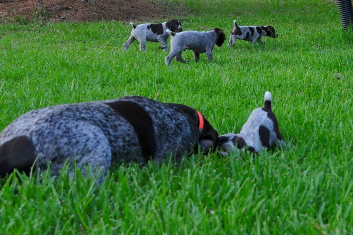 German Shorthaired Pointer Puppies - Hall of Fame bloodlines breeder image 1