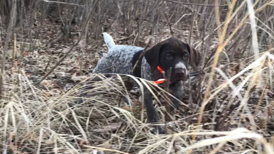 German Shorthaired Pointer Puppies - Hall of Fame bloodlines breeder image 9
