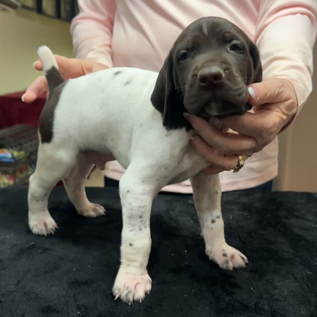 German Shorthaired Pointer Puppies - Hall of Fame bloodlines media 2
