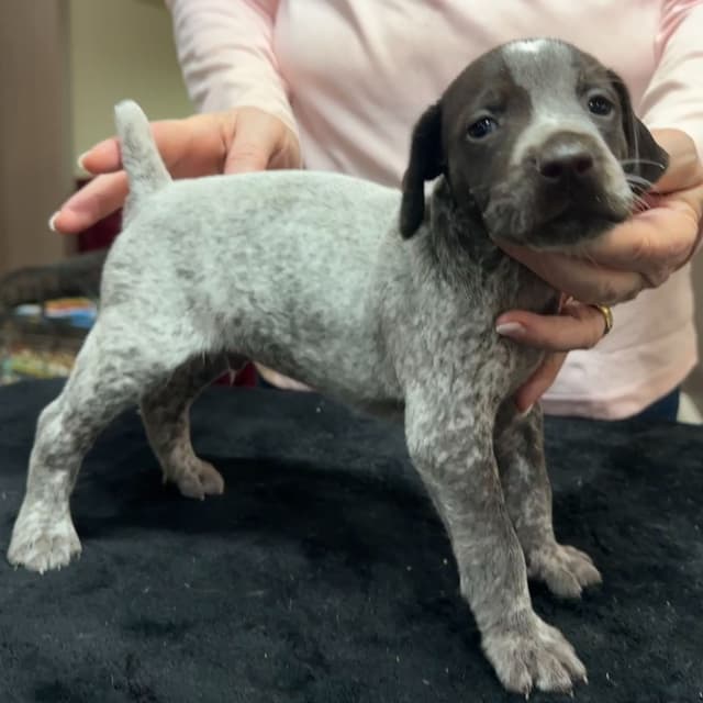 German Shorthaired Pointer Puppies - Hall of Fame bloodlines media 6