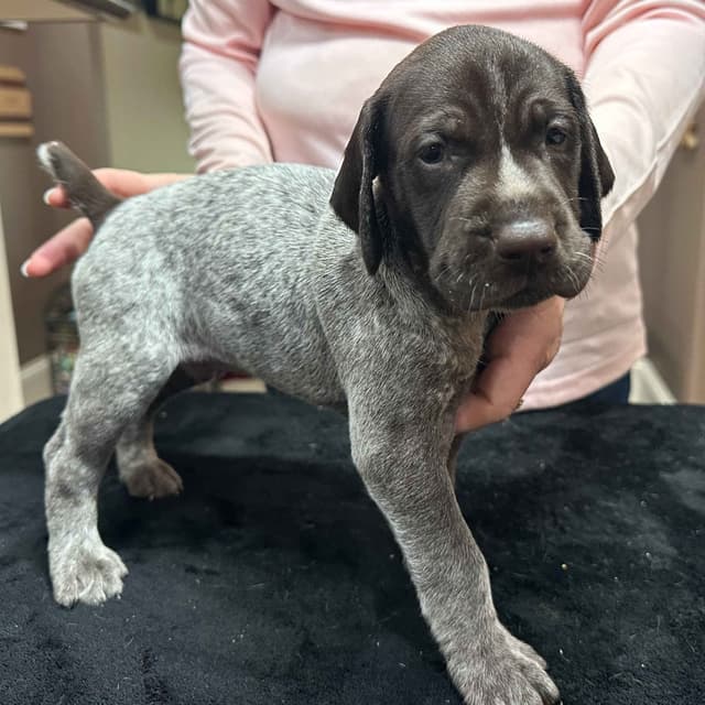 German Shorthaired Pointer Puppies - Hall of Fame bloodlines media 3