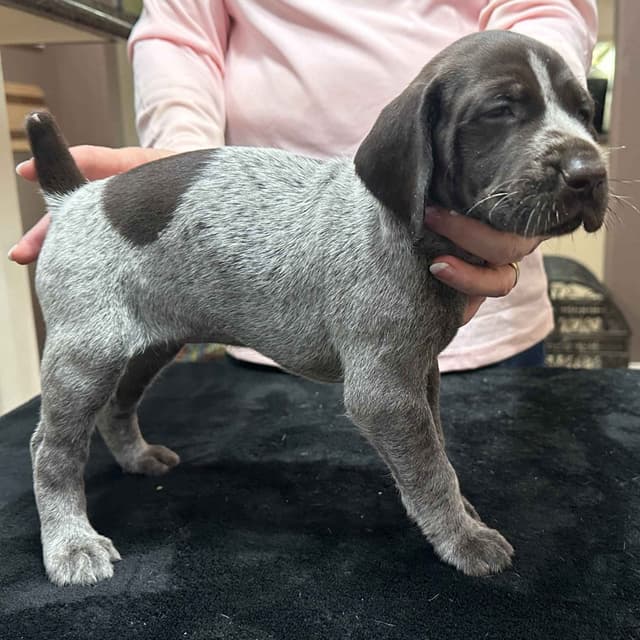 German Shorthaired Pointer Puppies - Hall of Fame bloodlines media 5