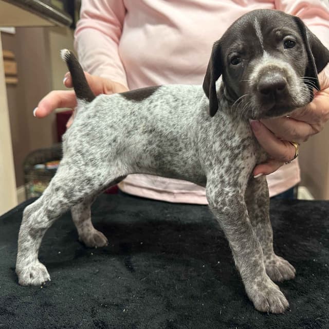 German Shorthaired Pointer Puppies - Hall of Fame bloodlines media 10