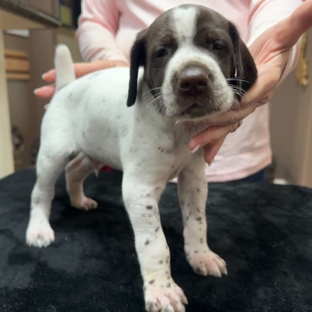 German Shorthaired Pointer Puppies - Hall of Fame bloodlines media 7