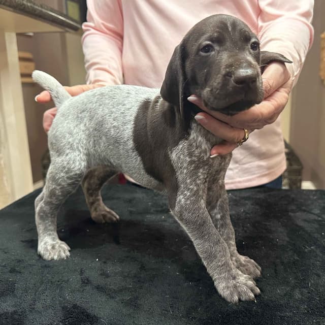 German Shorthaired Pointer Puppies - Hall of Fame bloodlines media 9