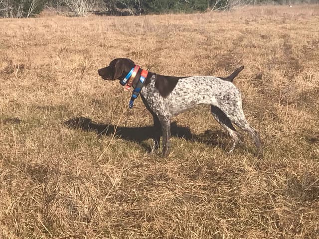 German Shorthaired Pointer Puppies - Hall of Fame bloodlines media 11
