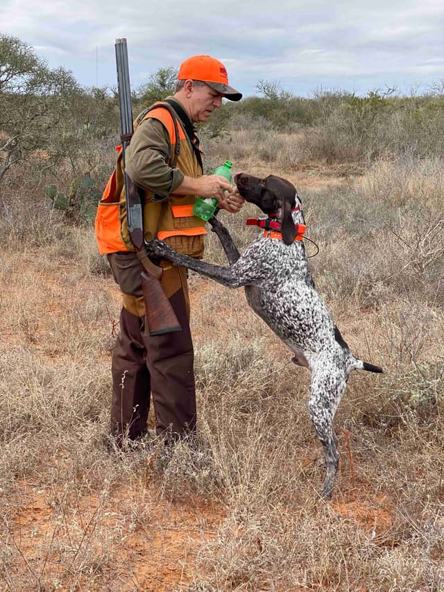 German Shorthaired Pointer Puppies - Hall of Fame bloodlines media 13