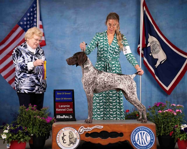 German Shorthaired Pointer Puppies - Hall of Fame bloodlines media 14