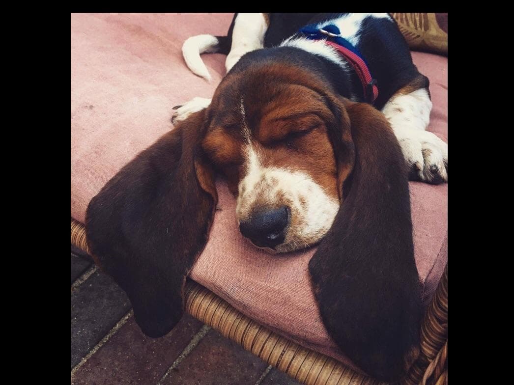 Basset Hound Puppies breeder image 2