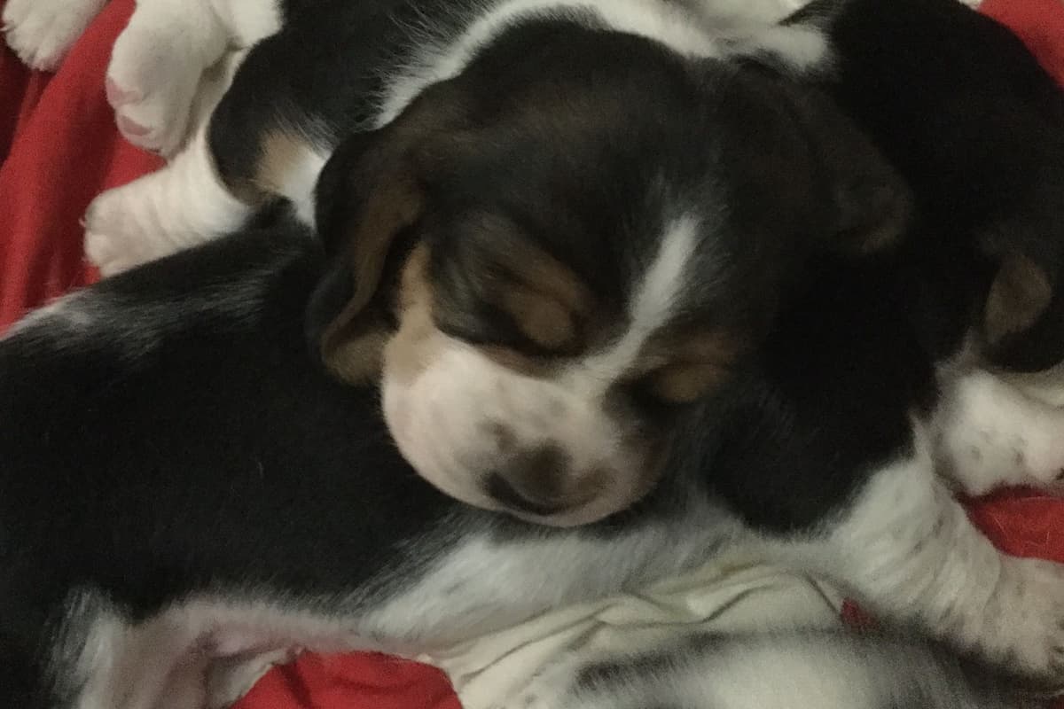 Basset Hound Puppies breeder image 3