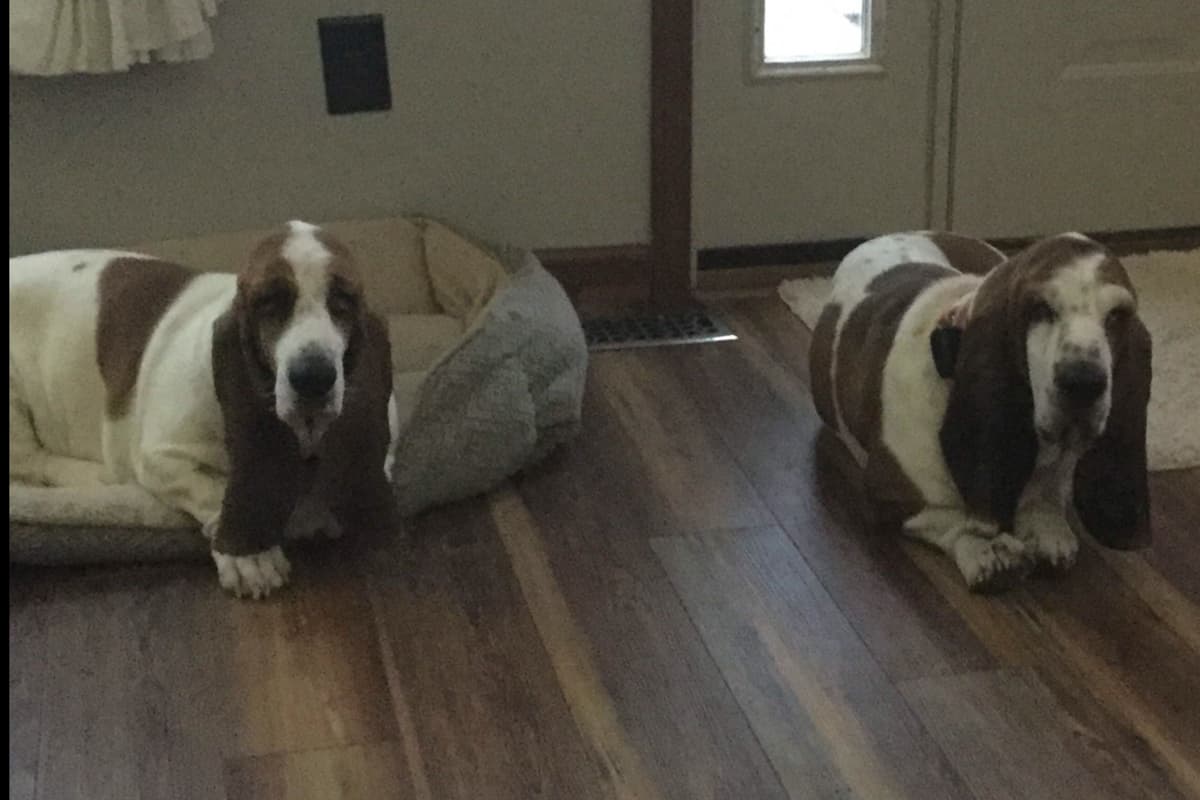 Basset Hound Puppies breeder image 4