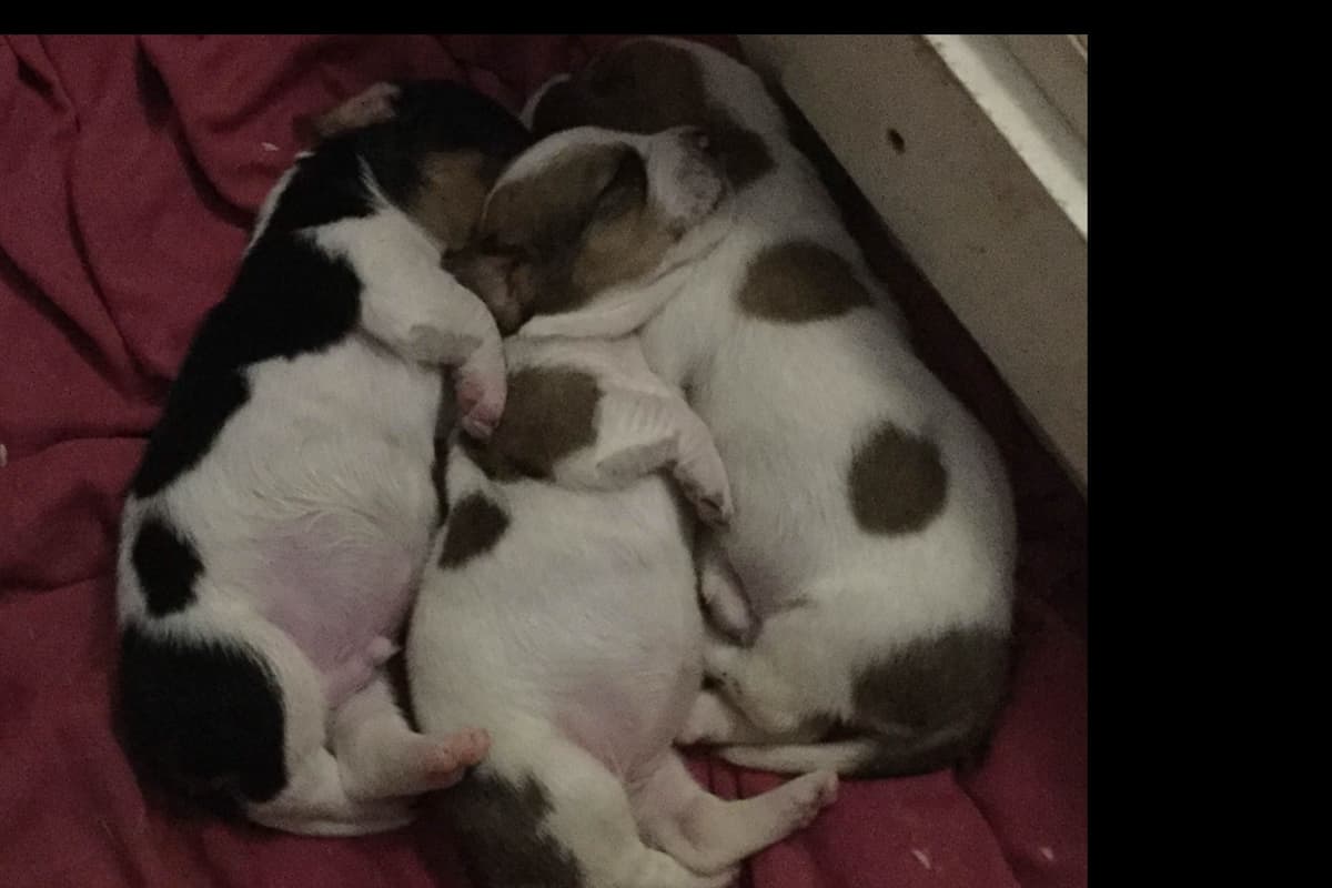 Basset Hound Puppies breeder image 5