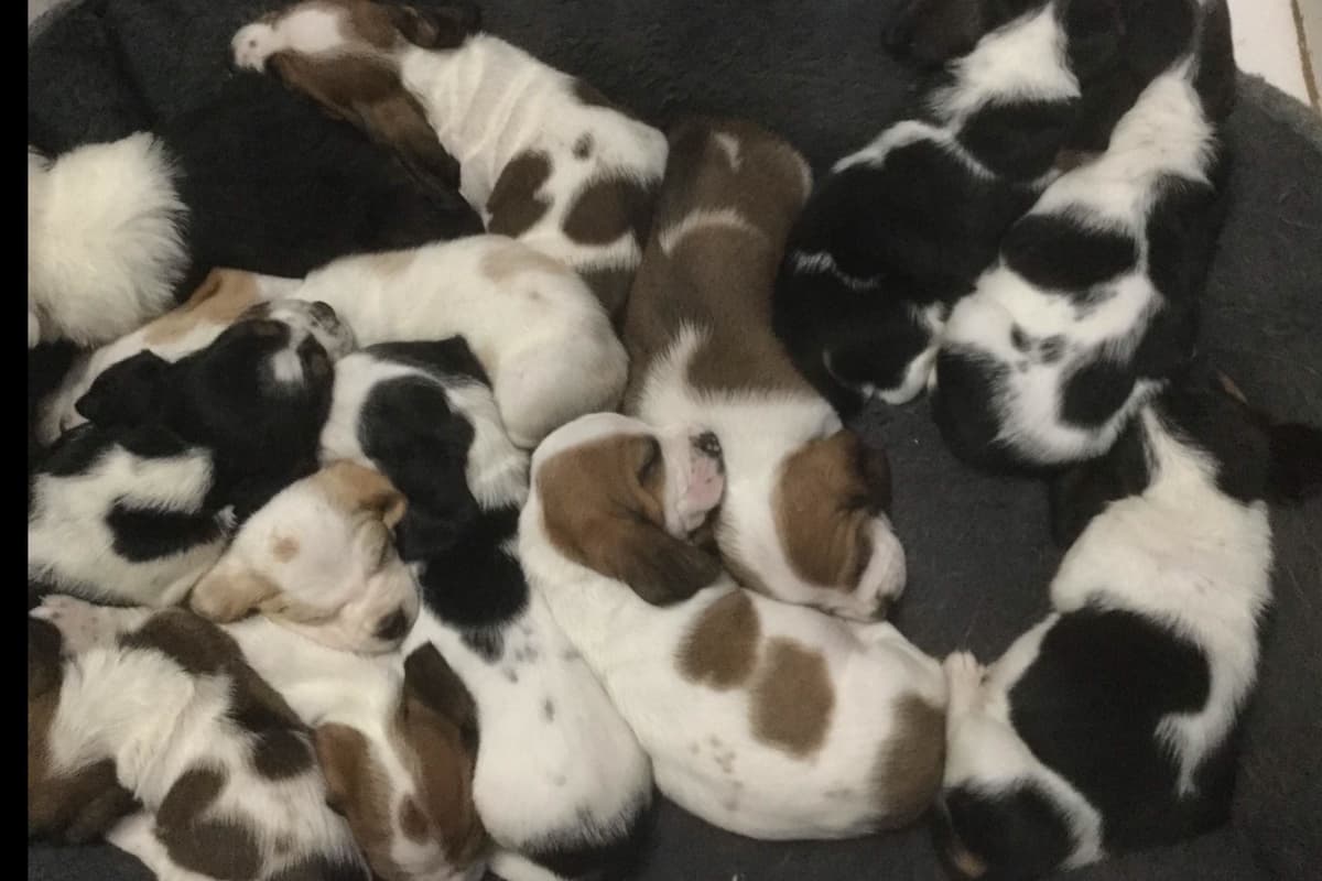 Basset Hound Puppies breeder image 6