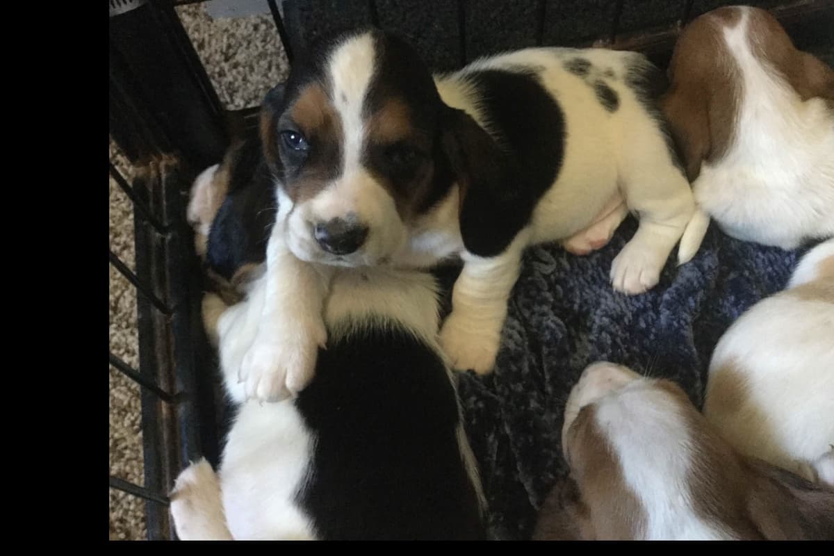 Basset Hound Puppies breeder image 7