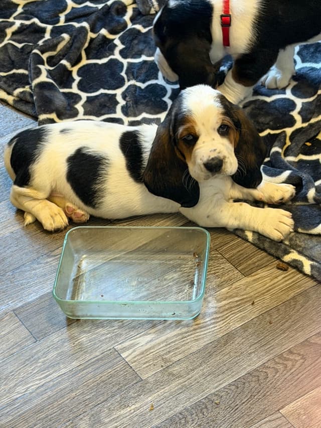 Basset Hound Puppies media 2