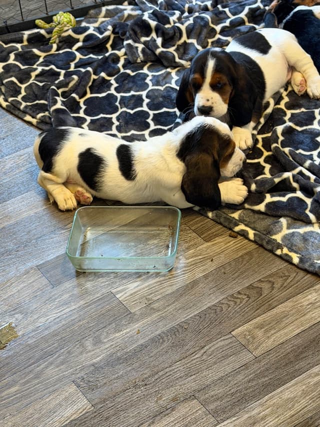 Basset Hound Puppies media 4