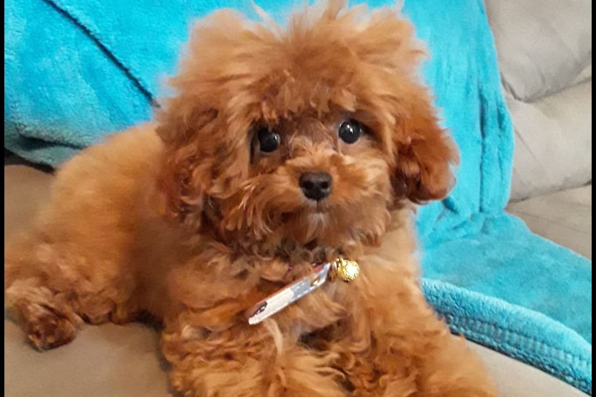 TinyToy Poodle Puppy breeder image 1