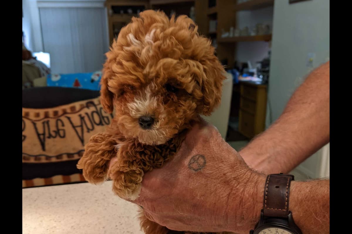 TinyToy Poodle Puppy breeder image 2