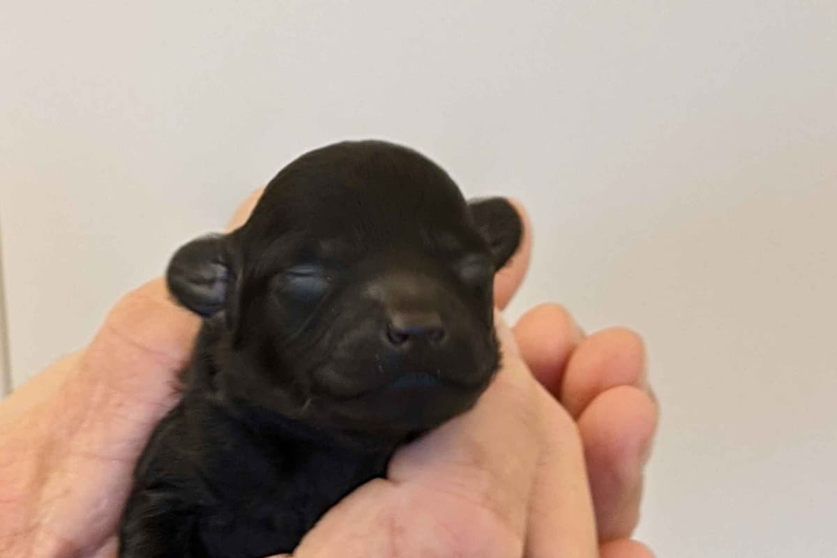 TinyToy Poodle Puppy breeder image 4