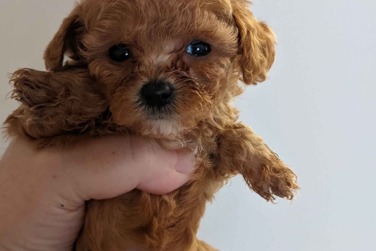 TinyToy Poodle Puppy breeder image 5