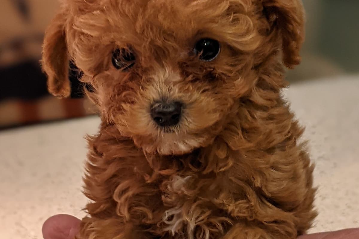 TinyToy Poodle Puppy breeder image 6
