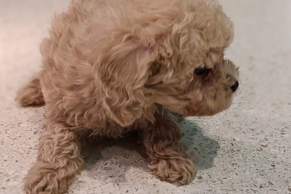 TinyToy Poodle Puppy breeder image 7
