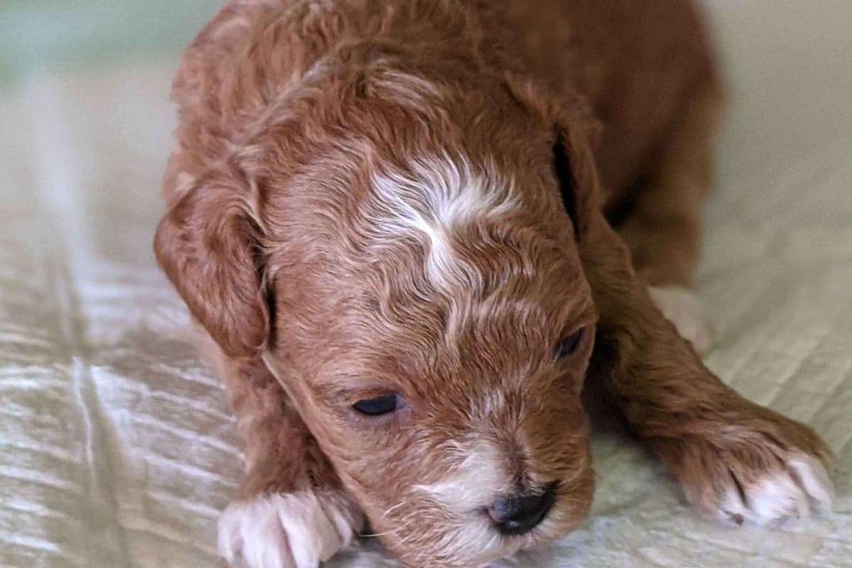 TinyToy Poodle Puppy breeder image 8