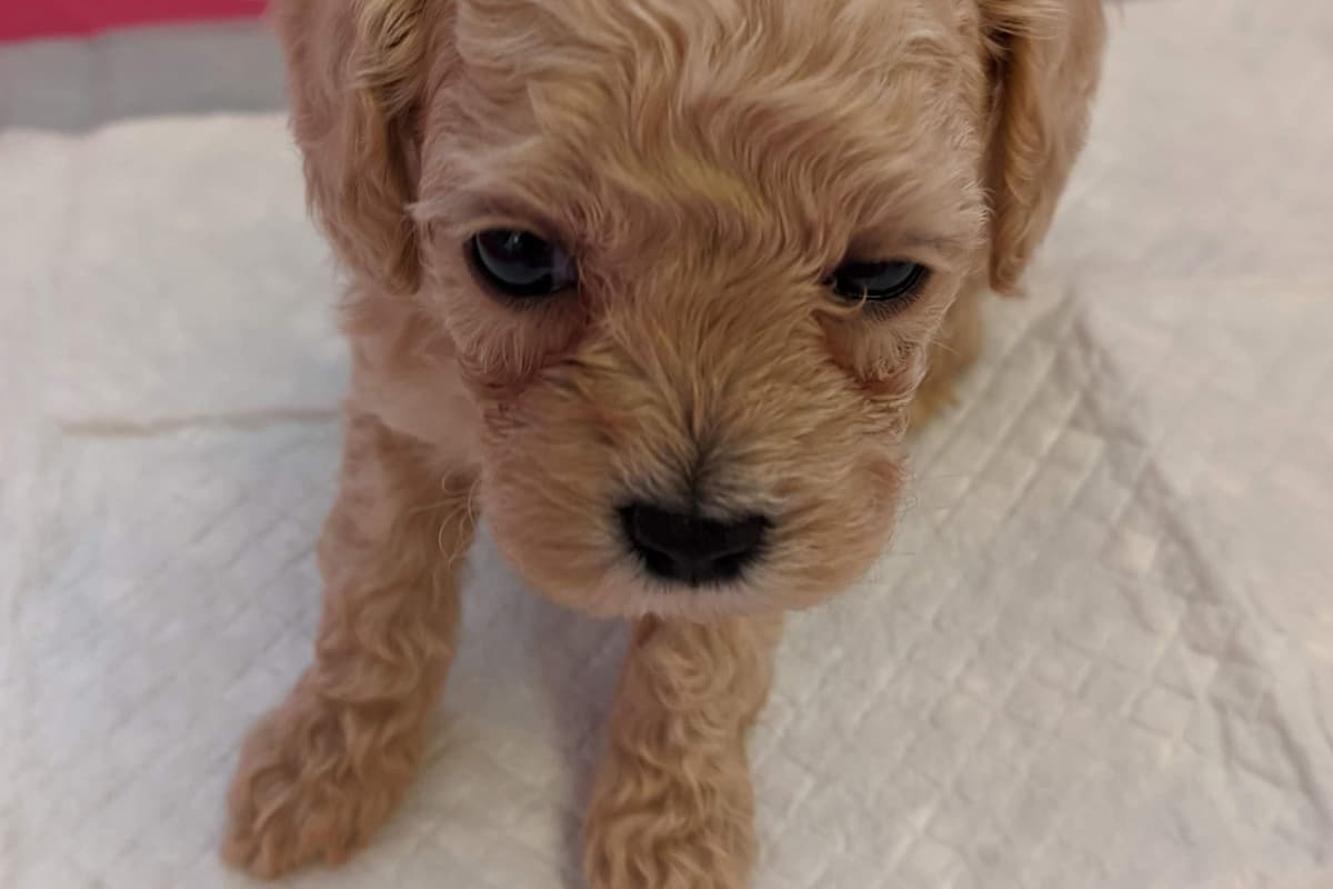 TinyToy Poodle Puppy breeder image 9