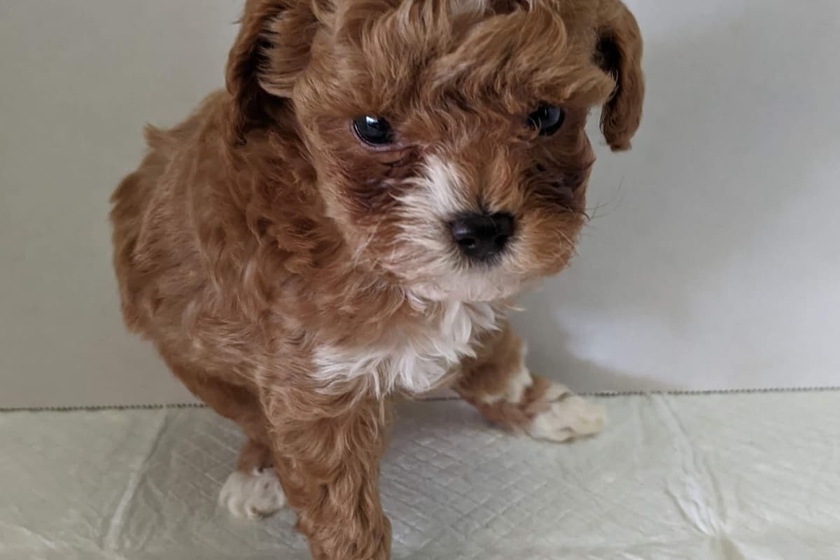 TinyToy Poodle Puppy breeder image 10