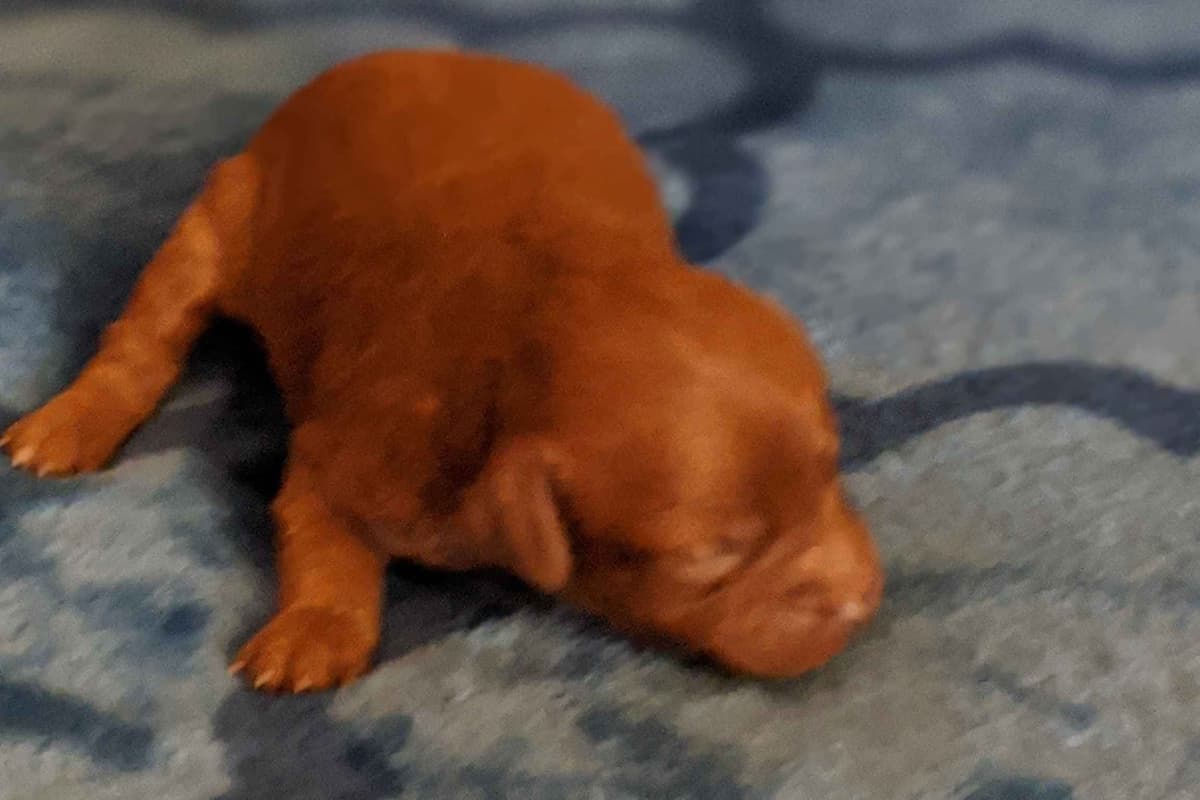 TinyToy Poodle Puppy breeder image 11
