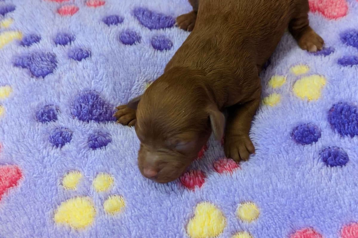 TinyToy Poodle Puppy breeder image 12