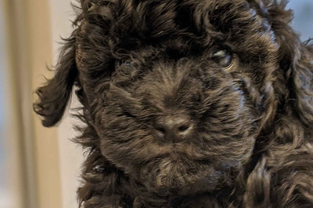 TinyToy Poodle Puppy breeder image 13