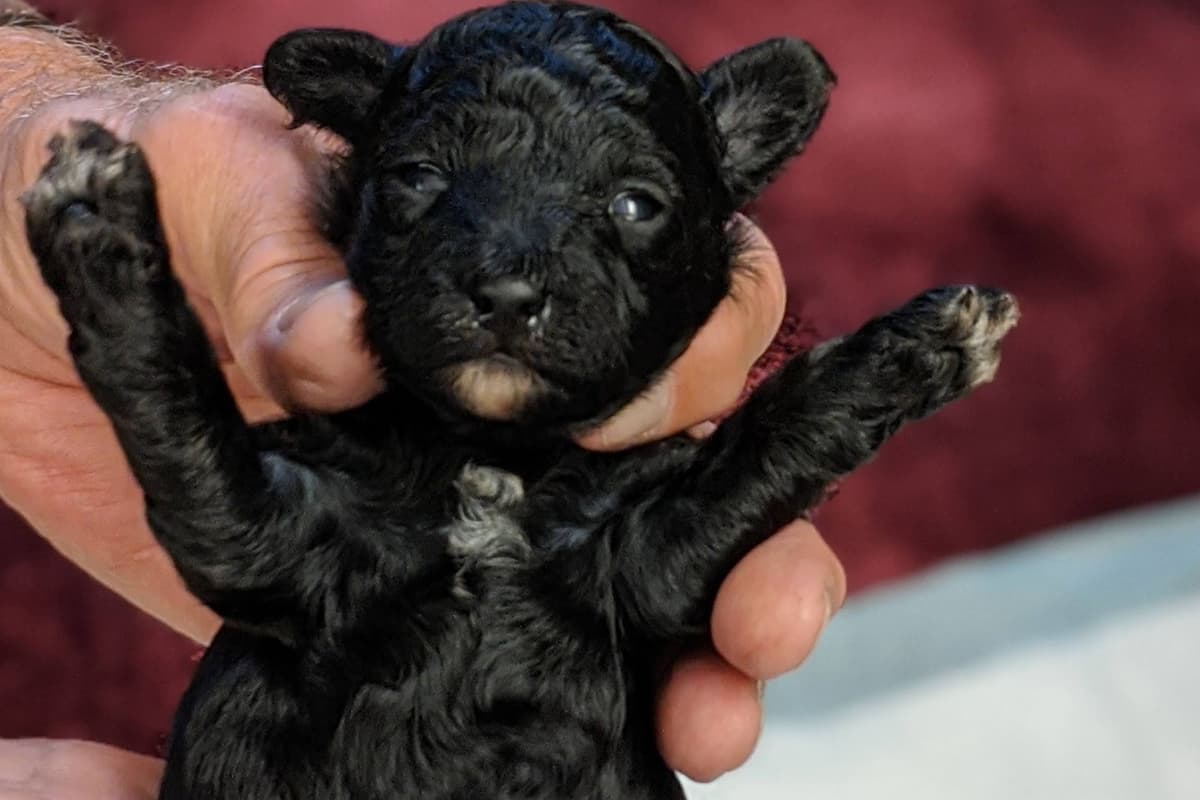 TinyToy Poodle Puppy breeder image 14