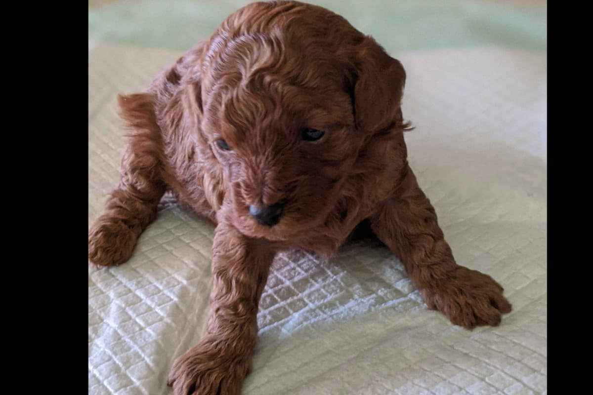 TinyToy Poodle Puppy breeder image 15