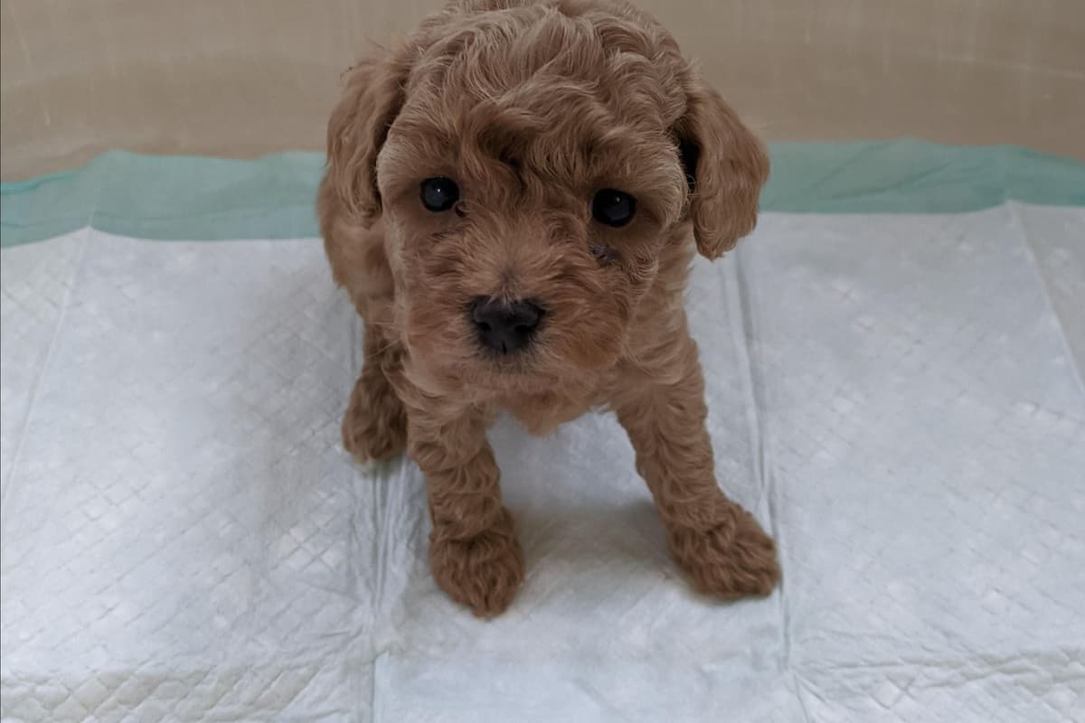 TinyToy Poodle Puppy breeder image 16