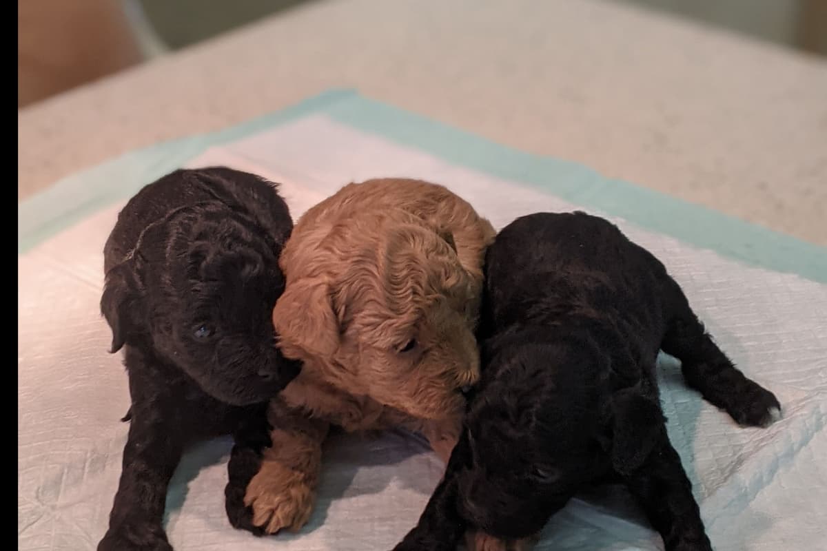 TinyToy Poodle Puppy breeder image 17