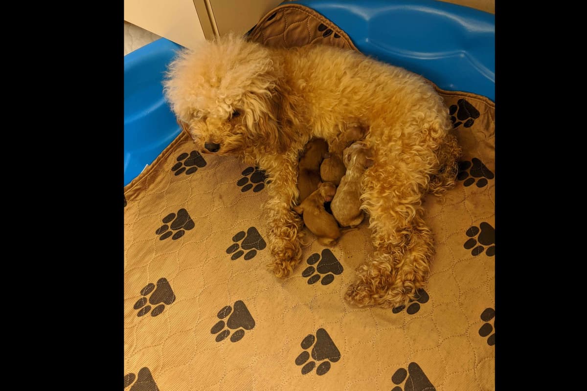 TinyToy Poodle Puppy breeder image 19