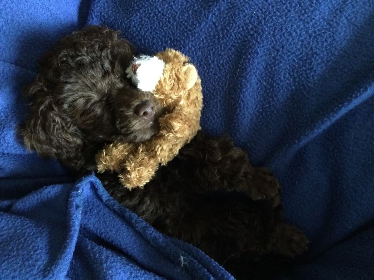 TinyToy Poodle Puppy breeder image 20