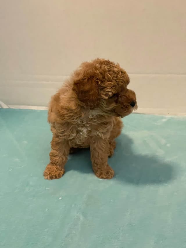 TinyToy Poodle Puppy media 2