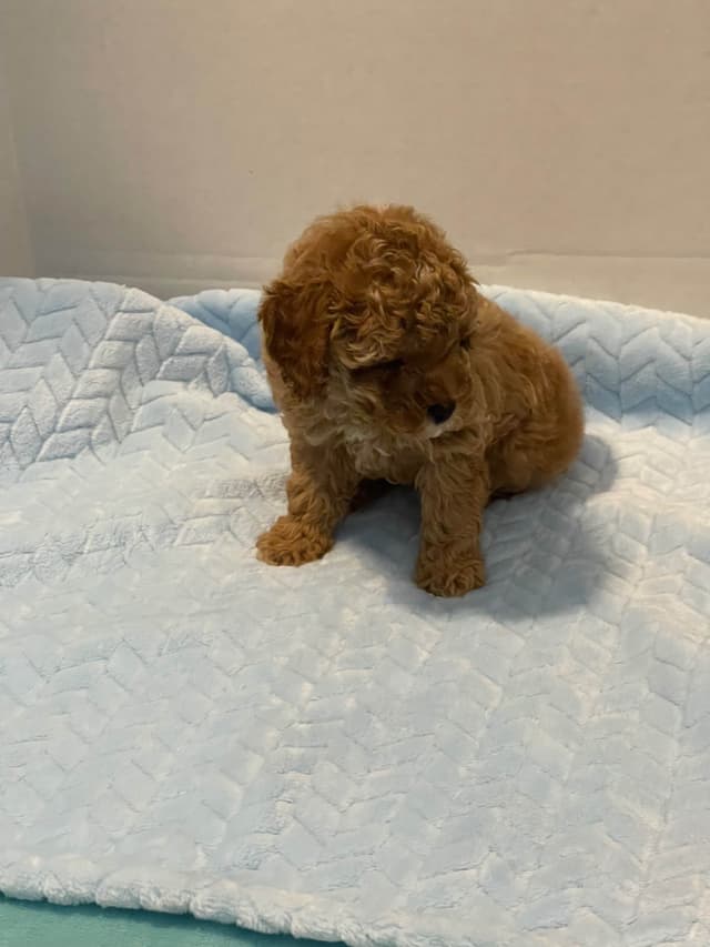 TinyToy Poodle Puppy media 5