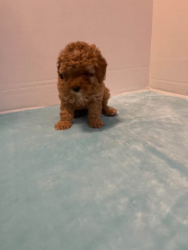 TinyToy Poodle Puppy media 6