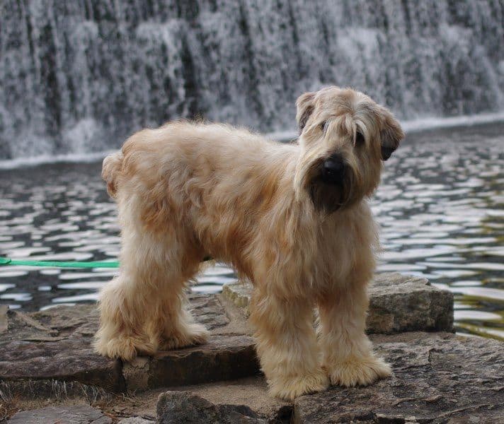 Soft Coated Wheaten Terrier Puppies breeder image 1