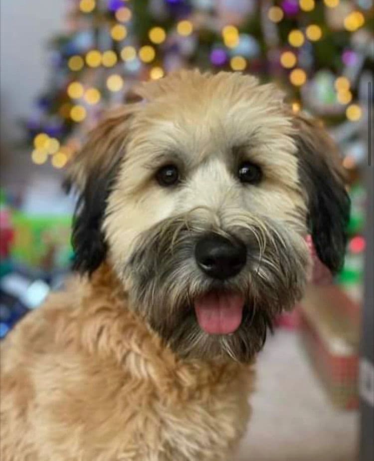 Soft Coated Wheaten Terrier Puppies breeder image 2