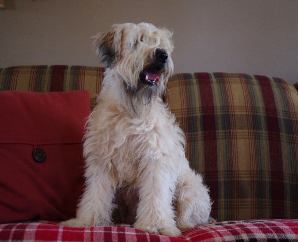 Soft Coated Wheaten Terrier Puppies breeder image 3
