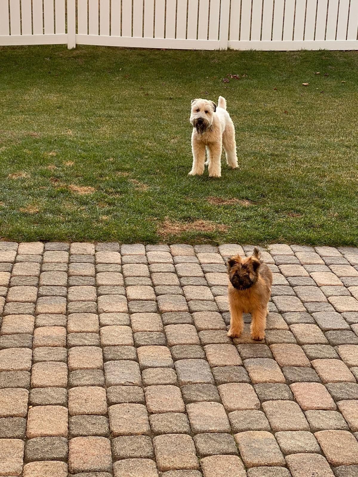 Soft Coated Wheaten Terrier Puppies breeder image 5