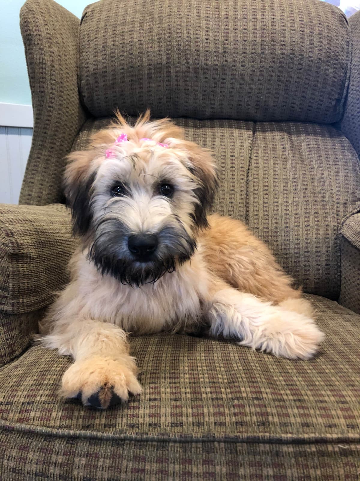 Soft Coated Wheaten Terrier Puppies breeder image 6