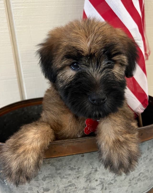 Soft Coated Wheaten Terrier Puppies media 2